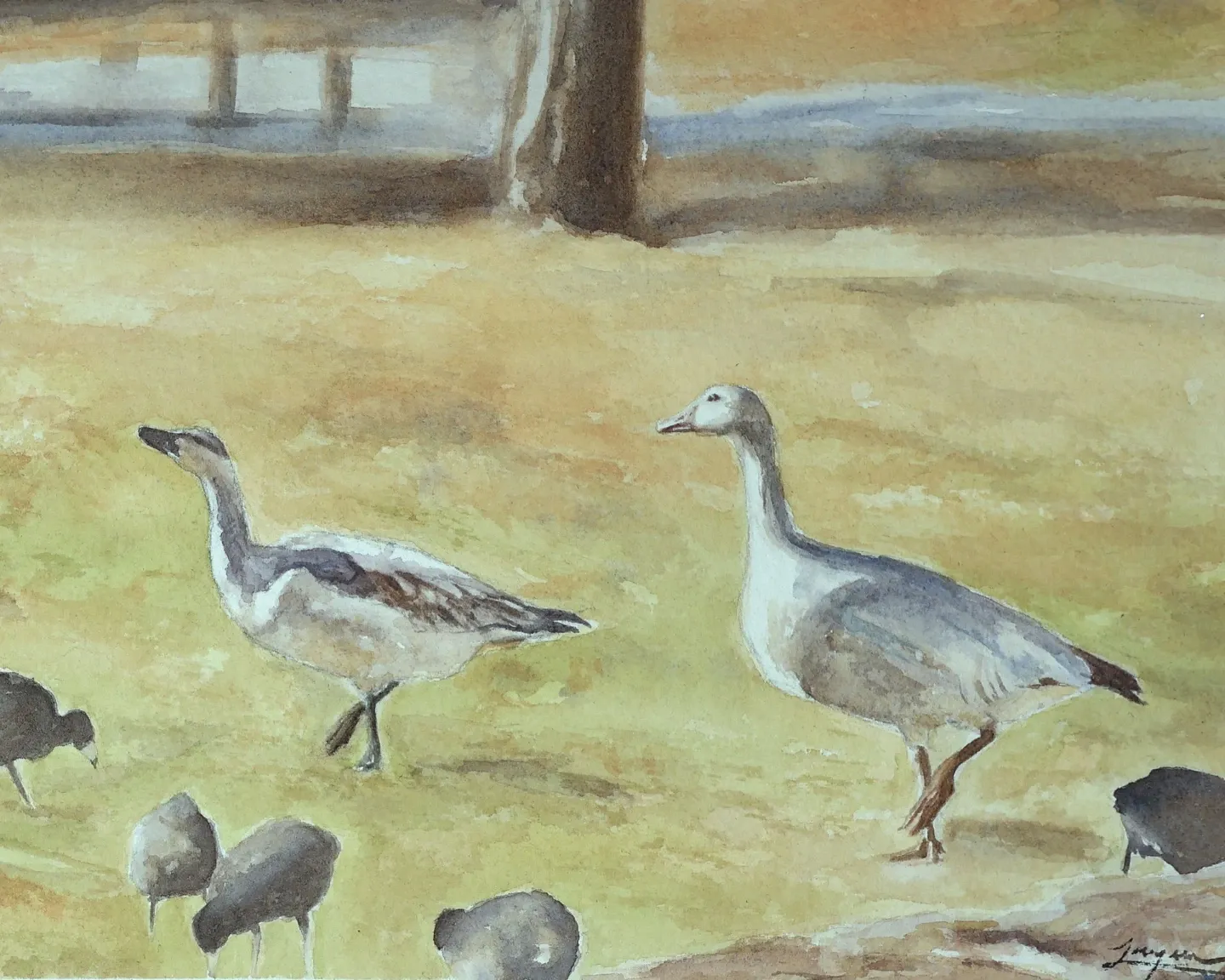 Duck, Duck, Goose 8x12 Watercolor